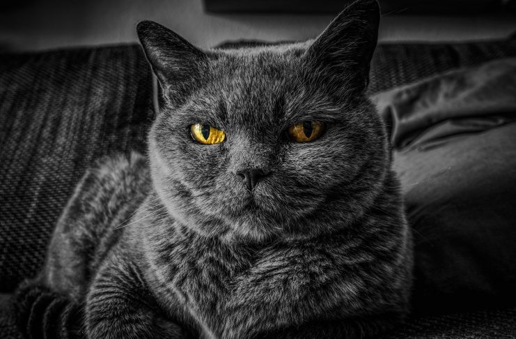 Interpretare vis in care chinuiesti un animal de companie gen caine sau pisica