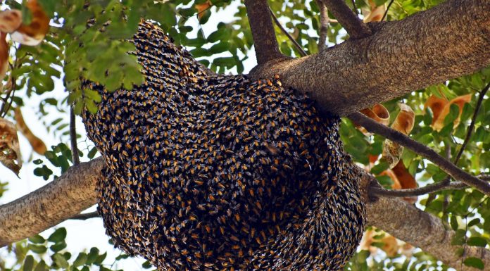 Interpretare vis in care lucrezi cu albinele la stupi