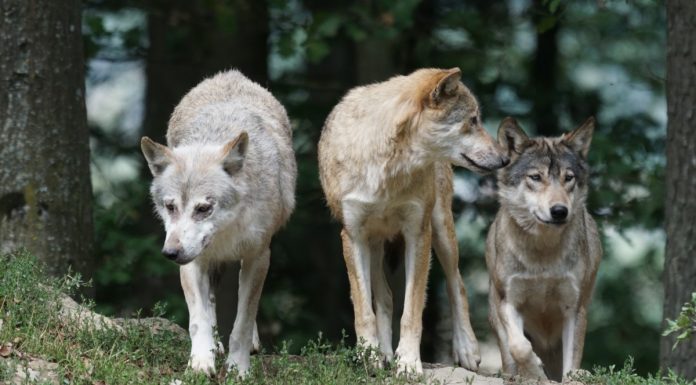 Interpretare vis in care esti incolti de animale fioroase ce vor sa-ti faca rau