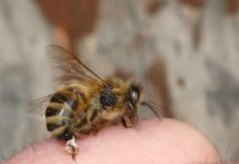 Interpretare vis in care esti urmarit si intepat de albine