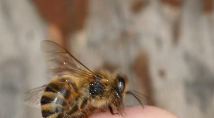 Interpretare vis in care esti urmarit si intepat de albine