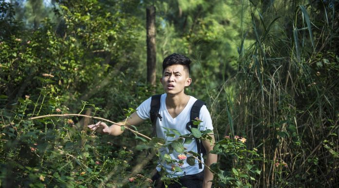 Interpretare vis in care te pierzi in padure si nu mai poti iesi din aceasta