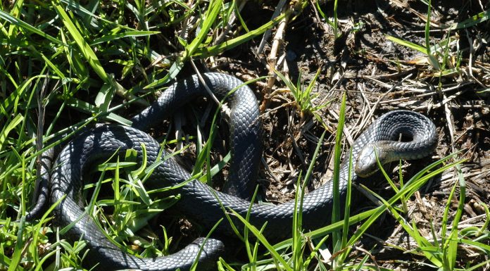 Interpretare vis in care trebuie sa traversezi o mlastina plina cu serpi