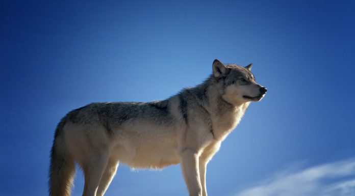 Interpretare vis in care apare un animal