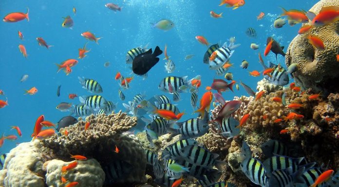 Interpretare vis in care iti faci un acvariu cu pesti