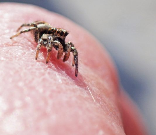 Interpretare vis în care intră o insectă în tine și nu o mai poți scoate Interpretare vis in care intra o insecta in tine si nu o mai poti scoate