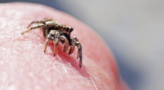 Interpretare vis in care intra o insecta in tine si nu o mai poti scoate