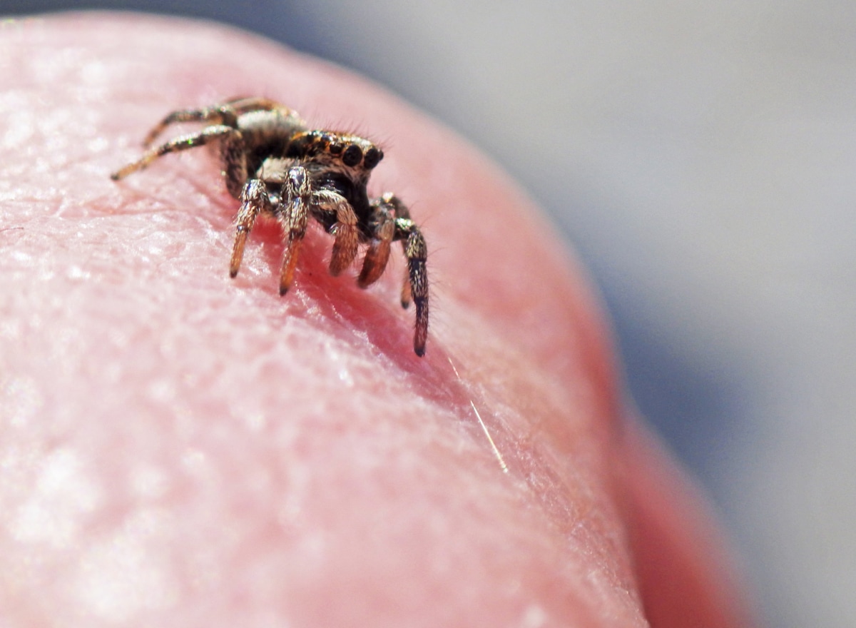 Interpretare vis in care intra o insecta in tine si nu o mai poti scoate