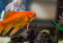 Pestisorul auriu din vis