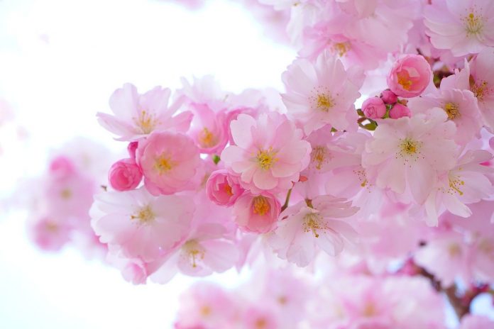 1-flori-roz