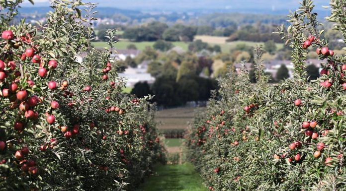 Interpretare vis în care vezi o livadă
