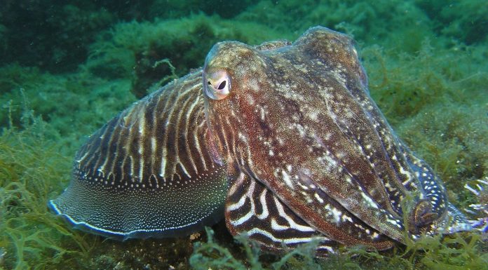 Interpretare vis în care vezi calamar