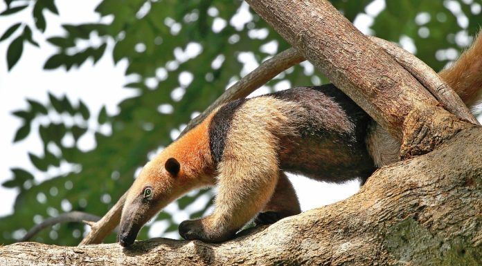 Interpretare vis în care vezi un furnicar