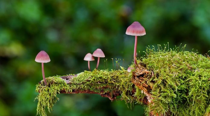 Interpretare vis în care vezi ciuperci halucinogene