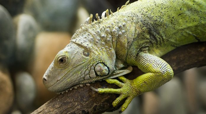 Interpretare vis în care vezi o igoană