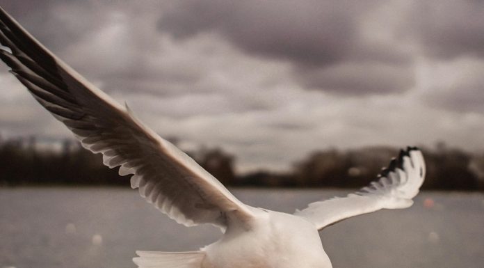 Interpretare vis în care vezi o pasăre în mână