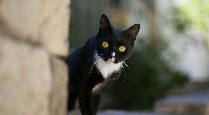 Interpretare vis în care vezi o pisică alb cu negru