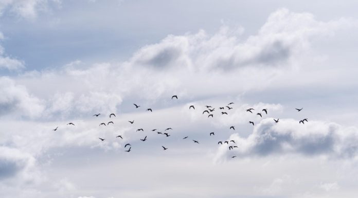 Interpretare vis în care vezi un stol de păsări