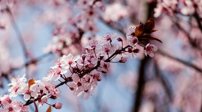 Interpretare vis în care apare un cireș înflorit