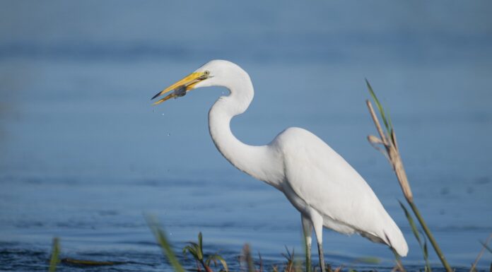 Interpretare vis în care apare o egretă albă