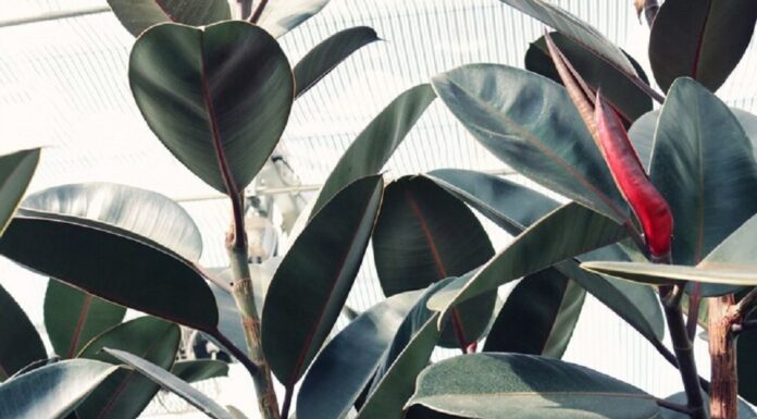 Interpretare vis în care apare un ficus