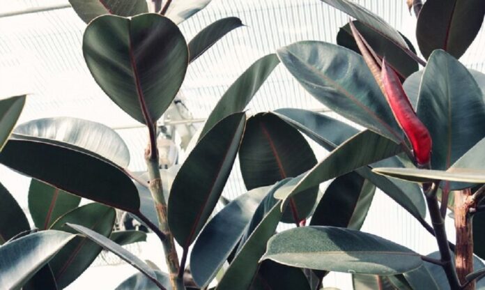 1-ficus