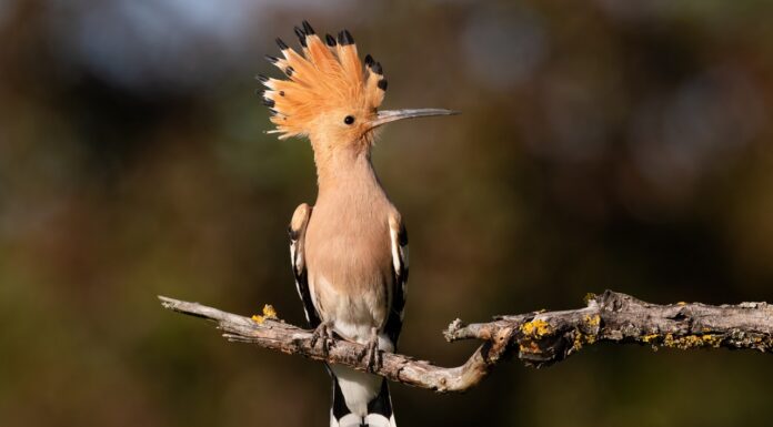 Interpretare vis în care apare o pupăză