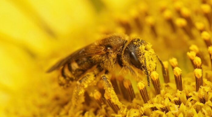 Interpretare vis în care apare polen