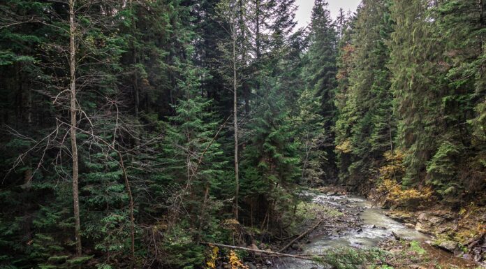 Interpretare vis în care apare o taiga