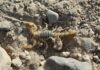 Interpretare vis în care apare un scorpion galben