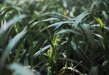 Interpretare vis în care apare trestie de zahăr