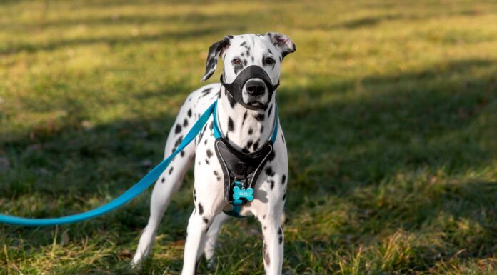 Interpretare vis în care apare botniță pentru câini