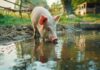 Interpretare vis în care apare un porc sacrificat